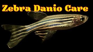 Zebra Danio Fish Danio Rerio Fish Tank Mates Breeding Feeding and Care Infomation [upl. by Ignatia]