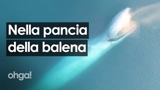 I video dal drone della balenottera azzurra ecco come fa a mangiare lanimale più grande del mondo [upl. by Attevaj]