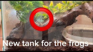 Setting up a NEW TANK for the FROGS [upl. by Hserus]