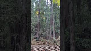 Armstrong Woods of Sonoma County California armstrongwoods redwoods forest grove sonomacounty [upl. by Frasco303]