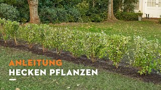 STIHL Anleitung Hecke pflanzen [upl. by Aynnek925]