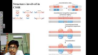 Genetic recombination lecture 2  site specific recombination [upl. by Ynnor797]