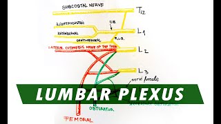 Anatomy  Lumbar Plexus [upl. by Hulbard]