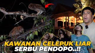 GAWATTTT PENDOPO DI SERBU KAWANAN BURUNG HANTU LIAR [upl. by Llertnahs]