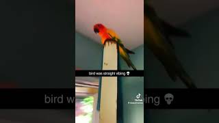 Bro was viben credits to doseofmemez on tiktok funny comedy notmyvideo foryou memes original [upl. by Sarah]