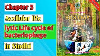 lytic cycle of bacteriophage class 11 biology Sindh board [upl. by Dimo]