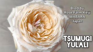 TSUMUGI YULALI ROSE plant by WABARA Rose Farm Keiji Kunieda Hybrid Tea Wedding Roses 和バラ つむぎ ゆらり [upl. by Emaj]