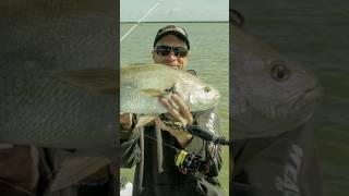 Coorong Chrome mulloway kob jewfish fishing estuary boatfishing summerfishing [upl. by Apur]