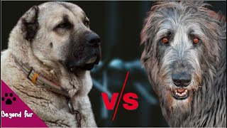 Irish Wolfhound vs KangalWhich Is a Better Breed [upl. by Vastah]