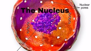 Cell parts and functionNucleusNucleur membranenucleolusnuclear pores [upl. by Hausmann319]