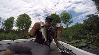 Topwater frogging for Largemouth  Lake Thonotosassa [upl. by Yreved]