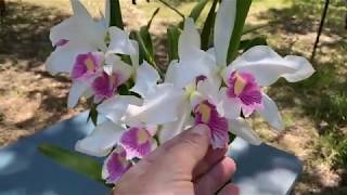 Cattleya purpurata amp Myrmecophila hybrid Show and Tell [upl. by Amend]