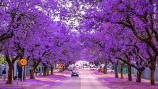 Jacaranda blue city HD1080p [upl. by Parrie890]