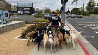 19 pack dogs going for a walk [upl. by Revolc579]