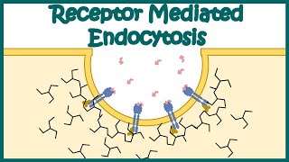 Receptor mediated endocytosis  Detailed Animation on Receptormediated Endocytosis Endocytosis [upl. by Atela]