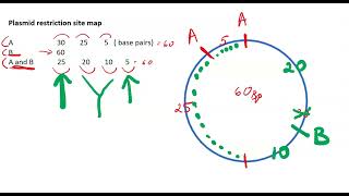 Mapping restriction sites on Plasmid DNA  tutorial 1 [upl. by Lebyram539]