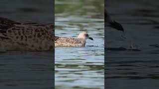 Gulls having a splash birds wildlife animals [upl. by Callida]