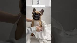 🐥Šampón je z eshopu Loypecz 🛁 dog puppy frenchie [upl. by Nerha]