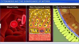 CBSE Class 11 Biology  Cell Cycle and Cell Division  Full Chapter  By Shiksha House [upl. by Cyndi356]