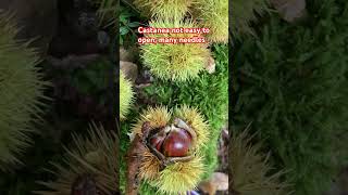 Castanea eatable nature shortvideo shortviral shortsfeed [upl. by Ethe]