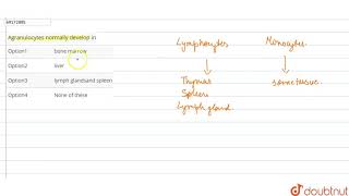 Agranulocytes normally develop in [upl. by Eolcin]