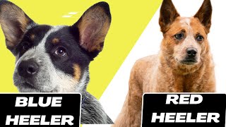 Blue Heeler vs Red Heeler [upl. by Naivaf50]