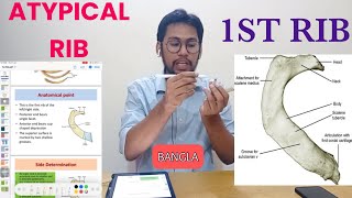 First Rib Anatomy Bangla  Atypical Ribs [upl. by Iggy194]