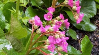 Bergenia Cordifolia  In Blooms April 25 [upl. by Ellehcit]