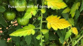 Identification of Verticillium Wilt of Tomato [upl. by Ovid978]