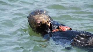 Wild sea otter eating a large crab  大きなカニを食べるラッコ [upl. by Elyr653]