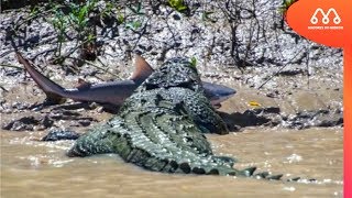 CROCODILO COMENDO TUBARÃO NA AUSTRALIA  MAIORES DO MUNDO [upl. by Benedikt861]