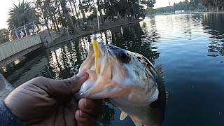 Sol Cal Trout Fishing  Alondra Park [upl. by Enirehtacyram774]