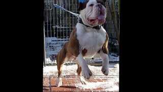 Gargoyles Hugo  Renascence Bulldogge  quotLong Road feat Big Mattquot [upl. by Atolrac]