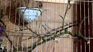 longtailed grass finch building there nest [upl. by Maccarone]