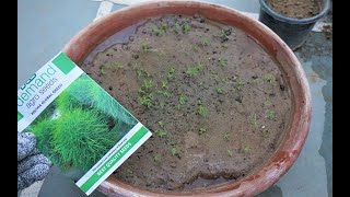 GROW KOCHIA THIS SUMMER  How to grow KOCHIA from Seeds [upl. by Cecile822]