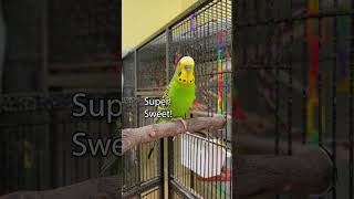 Super Sweet  Boba the Budgie  Talking Parakeet petshorts [upl. by Sethi]