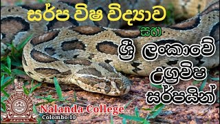 සර්ප විෂ විද්‍යාව සහ ශ්‍රී ලංකාවේ උග්‍ර විෂ සර්පයින්  Nalanda College Colombo 10  Featurette23 [upl. by Anoj]