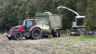 Mais hakselen door Loonbedrijf Dirk Groen in Nijemirdum [upl. by Akselav]