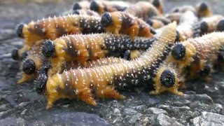 Sawfly larvae travel in groups [upl. by Nomaj]