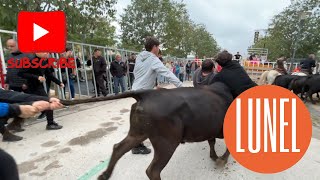 Bandido ➡️ Lunel 🇫🇷 251024 Manade VELLAS TOMMY CHABALLIER amp LAFON [upl. by Ynnaj]