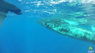 Sei Whale Balaenoptera borealis off Madeira Portugal [upl. by Alie]