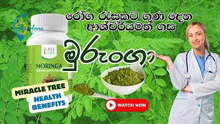 රෝග රැසකට ගුණ දෙන ආශ්චර්යමත් ගස මුරුංගා  Moringa Superfood  Natural Detox Food [upl. by Suiramaj]