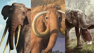 The Evolution of the Elephant [upl. by Bedwell]