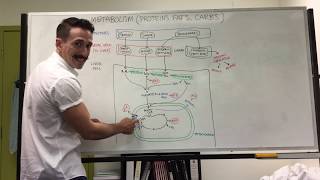 Carbohydrate Protein and Fat Metabolism  Metabolism [upl. by Odravde]