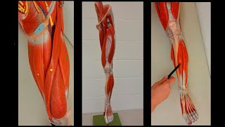 Muscles of the Thigh and Leg  Anterior and Posterior [upl. by Rubma]