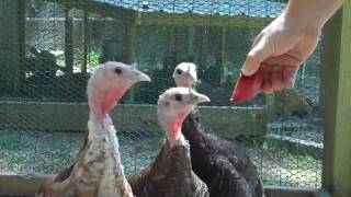 Curbstone Valley Farm  Turkey Poults [upl. by Etnaled]