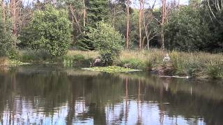 LITTLE YEO FISHERY WITHERIDGE DEVON [upl. by Tterrab]