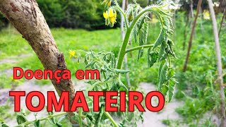 🌵 Doença em planta de tomate murcha bacteriana [upl. by Elorak634]