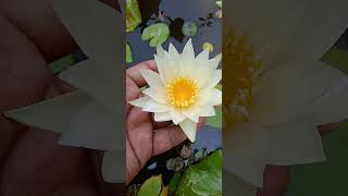 Water lily [upl. by Dorraj]