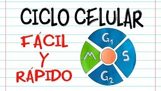 🌐 CICLO CELULAR 🔬 Fácil y Rápido  BIOLOGÍA [upl. by Sharona]